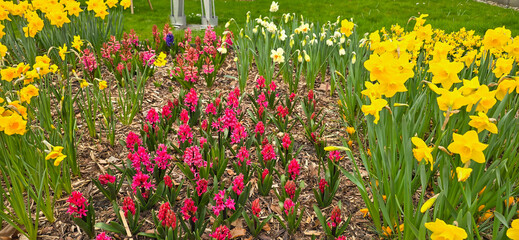 Beautiful hyacinth and tulip flowers growing outdoors