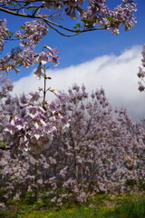 Paulownia tomentosa flower in the garden in spring, beautiful empress tree in the wind, 