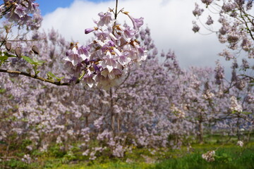 Paulownia tomentosa flower in the garden in spring, beautiful empress tree in the wind, 