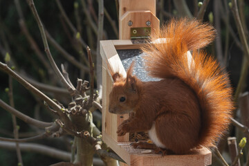 Rot braun gefärbtes Eichhörnchen an Futterstelle im Garten.
