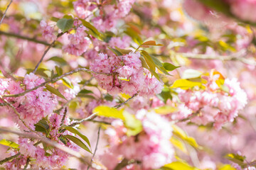 pink flowers in spring