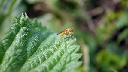 fly on leaf