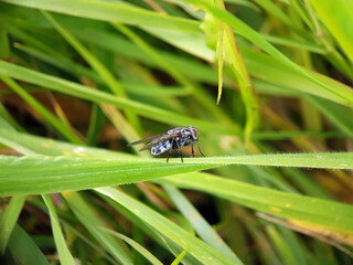 fly on leaf