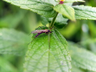 cranefly on a leaf