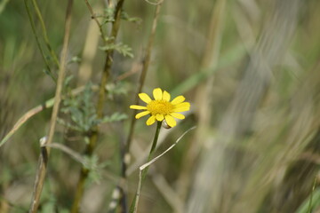 Eine blühende Blume in ihrer Natur