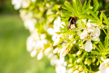 Mature white-tailed bumble bee sen resting on a lush Mexican orange bush in a European garden in late spring. The warm sun casts golden light on the bush. - obrazy, fototapety, plakaty