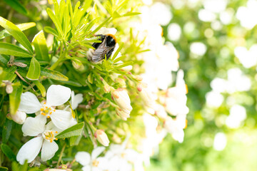 Mature white-tailed bumble bee sen resting on a lush Mexican orange bush in a European garden in late spring. The warm sun casts golden light on the bush. - obrazy, fototapety, plakaty