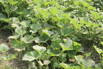 Bottle gourd plant on farm for sell