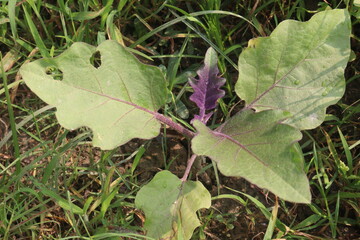 Eggplant plants in the farm for harvesting