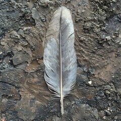 Intricate details of a feather found on the ground
