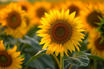 A field of yellow sunflowers with a single yellow flower in the foreground. The sunflowers are all facing the same direction, creating a sense of unity and harmony