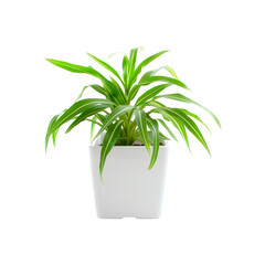 Plant in a white pot. Isolated on transparent background.