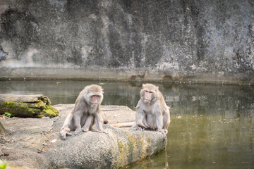 Two bored macaque apes sitting on the rock surrounded by water, Taipei, Taiwan