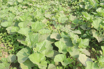 Bottle gourd plant on farm for sell