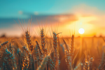 A field of wheat is in the foreground with a bright sun in the background. The sun is setting, casting a warm glow over the field. The wheat is tall and golden, creating a peaceful