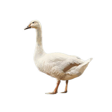 Illustration of Goose
