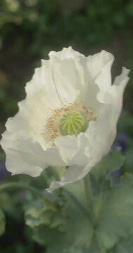 White opium poppy flower or breadseed poppy  (Papaver somniferum) plant with green leaves in flower garden, vertical orientation
