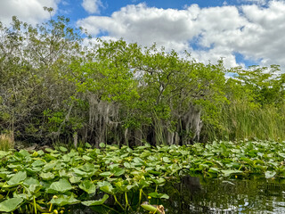 Fort Lauderdale, Florida - March 23, 2024: Landscapes along the channels of the everglades outside of Fort Lauderdale, Florida
