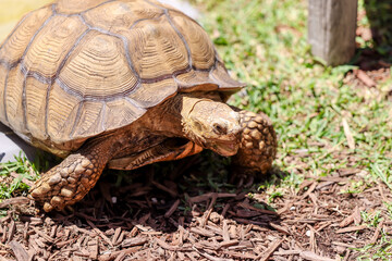 Fort Lauderdale, Florida - March 23, 2024: A tortoise at the tourist center of the everglades outside of Fort Lauderdale, Florida
