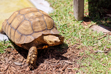 Fort Lauderdale, Florida - March 23, 2024: A tortoise at the tourist center of the everglades outside of Fort Lauderdale, Florida
