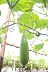 Bottle gourd on farm for sell