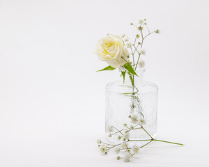 white rose in vase