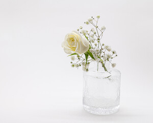 white rose in vase