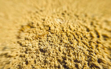 yellow sand texture with focus in the middle of the frame and blurred edges