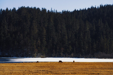 cattle grazing by the lake