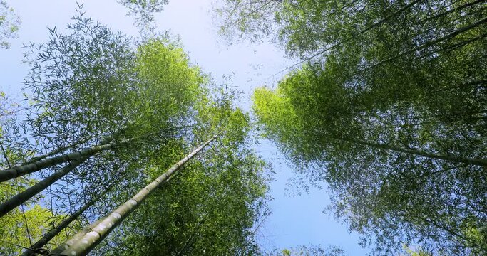 Everbright, shooting, forest, fresh and green green, bamboo forest, bamboo