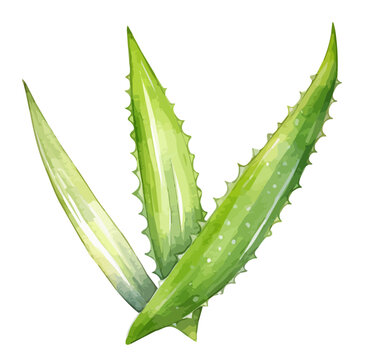 Watercolor Illustration vector of a Aloe vera, isolated on a white background, design art, clipart image, Graphic logo, drawing clipart, Aloe vera vector, Illustration painting.