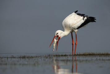 White stork trying to eat a fish at Bhigwan bird sanctuary, Maharashtra