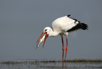White stork with a big fish catch at Bhigwan bird sanctuary, Maharashtra