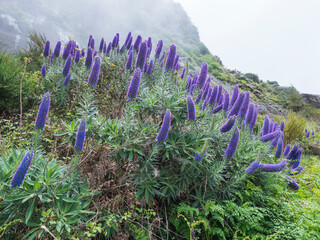 Close up of a Echium candicans, Pride of Madeira, large blue flowers in full bloom - 783898779