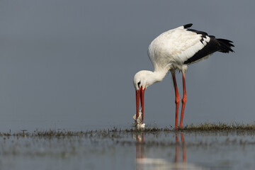 A White stork with a big fish catch at Bhigwan bird sanctuary, Maharashtra
