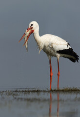 White stork with a big fish catch at Bhigwan bird sanctuary