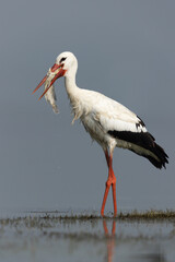 White stork holding a fish at Bhigwan bird sanctuary, Maharashtra