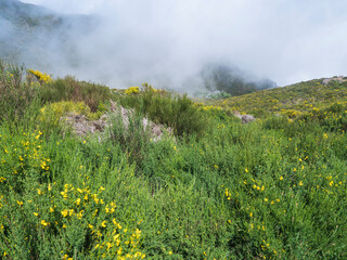 View of green foggy misty mountain landscape covered with yellow flowers and white dry trees at hiking trail PR12 to Pico Grande one of the highest peaks in the Madeira, Portugal - 783899355