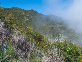 View of green foggy misty mountain landscape covered with yellow flowers and white dry trees at hiking trail PR12 to Pico Grande one of the highest peaks in the Madeira, Portugal - 783899588