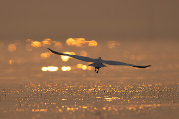 Grey heron takeoff with bokeh of light at the backdrop during sunrise at Bhigwan bird sanctuary...