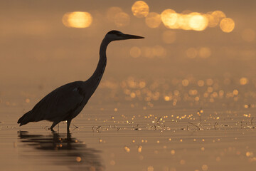 Silhouette of grey heron with bokeh of light at the backdrop during sunrise at Bhigwan bird...