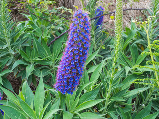 Close up of a Echium candicans, Pride of Madeira, large blue flowers in full bloom - 783899911