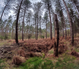 Obraz premium Woodland forest alpine tall trees and low lying shrubbery on a spring day in England.
