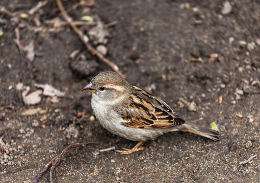 A female house sparrow is sitting on the ground