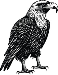 Obraz premium A close-up eagle black-white silhouette
