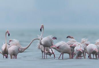 Greater Flamingos territory dispute while feeding at Eker creek, Bahrain