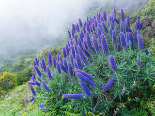 Close up of a Echium candicans, Pride of Madeira, large blue flowers in full bloom - 783900128
