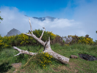 green foggy misty mountains covered with yellow flowers with empty camp fire and white dead tree at hiking trail PR12 to Pico Grande one of the highest peaks in the Madeira, Portugal - 783900778