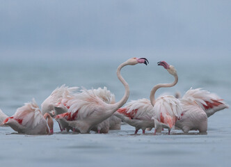 Closeup of Greater Flamingos territory dispute while feeding at Eker creek, Bahrain