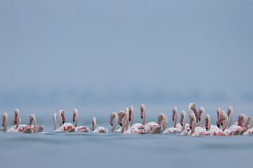 Naklejka premium A flock of Greater Flamingos wading at Eker creek in the morning, Bahrain